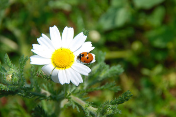 Fototapeta premium LADYBIRD POZAWAŁA NA STOJU