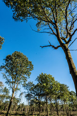 Deforestedl woodland, Blue Sky Background.