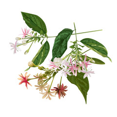 Rangoon Creeper flower vector illustration