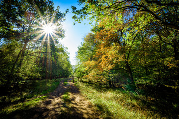 Autumnal woodland Background.