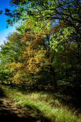 Fototapeta na wymiar Autumnal woodland Background.