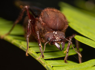 Amazing Huge Ant Queen from Ecuador