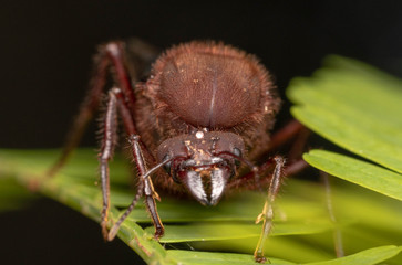 Amazing Huge Ant Queen from Ecuador