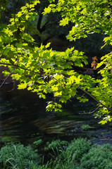 Green leaves of a tree above the river.