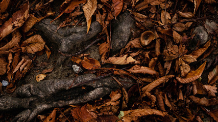 Fall leaves and roots