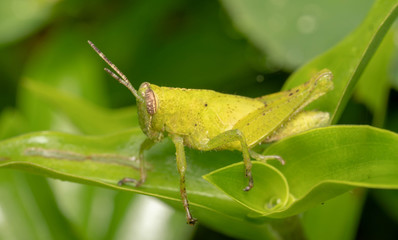 Grashopper from Ecuador