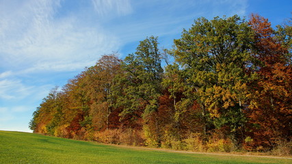 grüne Wiese grenzt an bunten Herbstwald mit Buchen und Eichen an sonnigem Tag
