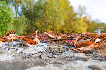 Close-Up of Fallen Leaves on Field during Autumn