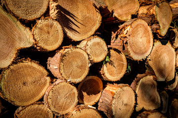 Cut logs, Background.