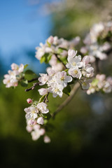 Obraz na płótnie Canvas blooming apple tree, apple flowers, apple branch