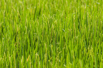 rice field in Bali