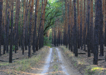 Dirt road in conifier forest