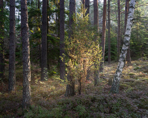 Obraz premium Autumn in forest