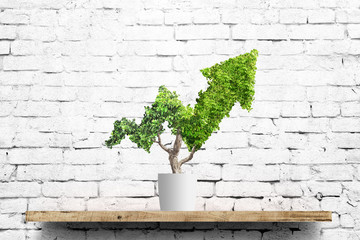 plant