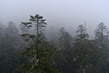 Tree tops in fog, Sichuan, China 