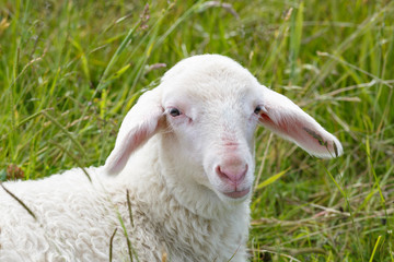 Lamm eines Merinolandschafes