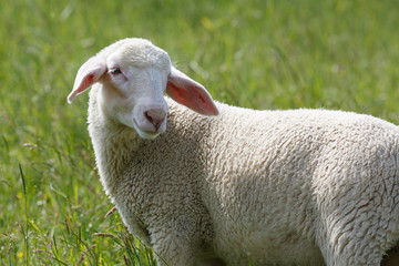 Naklejka premium Lamm eines Merinolandschafes