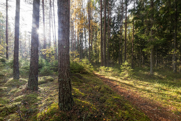 Autumn in forest