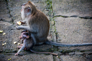 baby Monkey with mother