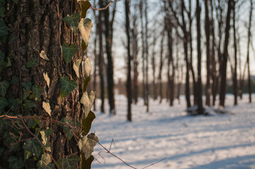 Ботанический сад