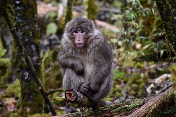 Tibetan Macaque monkey, Sichuan, China