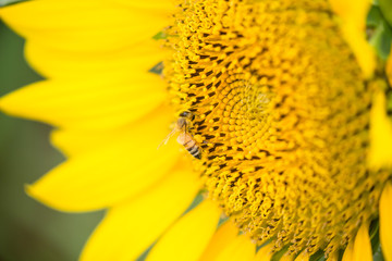 ひまわりと蜂