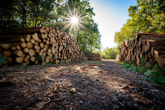 Forestry Industry, Stacked logs. Autumnal woodland Background.