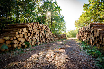 Forestry Industry, Stacked logs. Autumnal woodland Background.