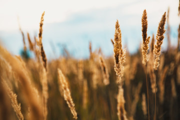 beautiful autumn field several spike close up