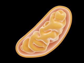 3d rendered illustration of a mitochondria - obrazy, fototapety, plakaty