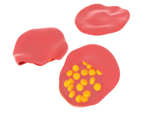 3d rendered illustration of malaria infected blood cells