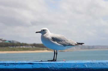seagull on the beach