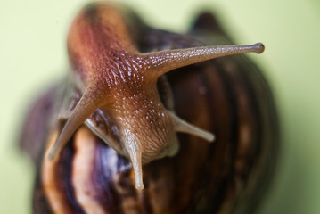Macro photo of a mustache and eye slippery brown snail Achatina. large portrait of molusk. close-up of the antennae of the snail.