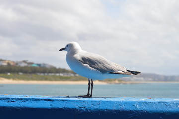 Seagull by the sea