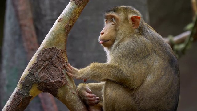 Southern pig-tailed macaque (Macaca nemestrina)