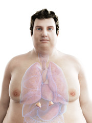 3d rendered medically accurate illustration of an obese mans adrenal glands