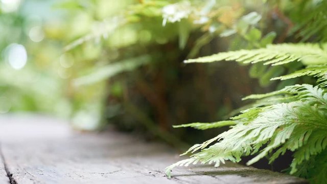 4K. green fern leaves sway from wind with green tree background and bokeh light. green natural background with copy space footage 