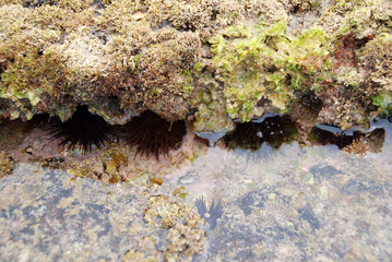 ERIZOS DE MAR EN LOS CORRALES DE CHIPIONA, CÁDIZ