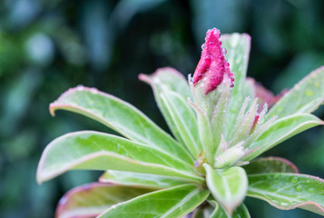 Pink adenium flower blooming with droplet,budding,isolated blackground,close up,macro