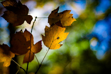 Yellow Autumnal leaves, woodland Background.