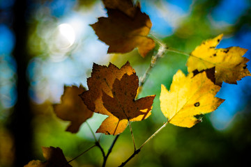 Yellow Autumnal leaves, woodland Background.