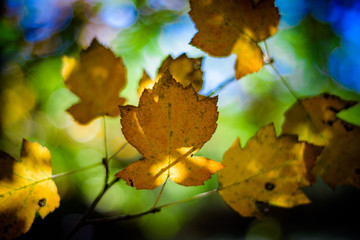 Yellow Autumnal leaves, woodland Background.