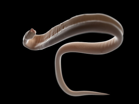 Ascaris egy pinworm