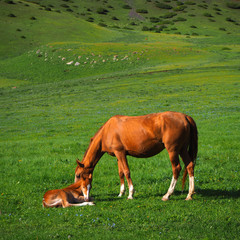 Obraz na płótnie Canvas Horse mother with son