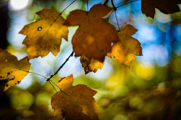 Yellow Autumnal leaves, woodland Background.
