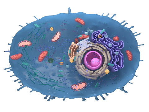 3d rendered illustration of a human cell cross-section