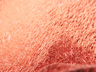 3d rendered illustration of human cilia