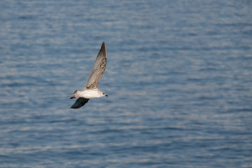 Gaviota en el gran azul, mar de Cadiz, Andalucia, España