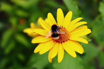 Bumblebee on the yellow flower. Summertime. Preparing for the cold winter. they collect the honey, but never enjoy it