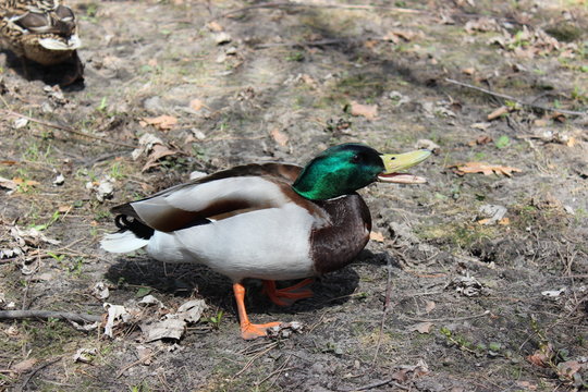 Angry duck -  Schweiz